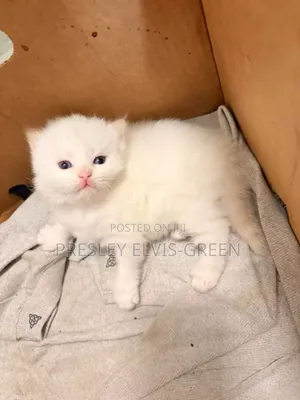 0-1 month Male Purebred British Shorthair