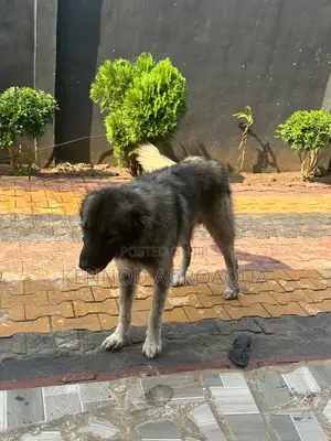 6-12 months Male Purebred Caucasian Shepherd