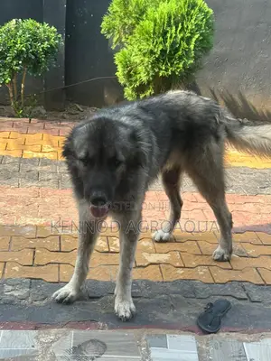 6-12 months Male Purebred Caucasian Shepherd