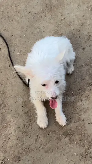 6-12 months Male Mixed Breed American Eskimo