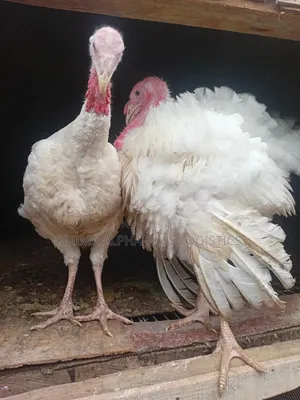 Healthy and Matured Live Foreign Turkey