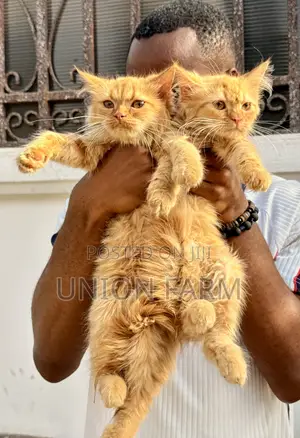 1-3 months Female Purebred Persian