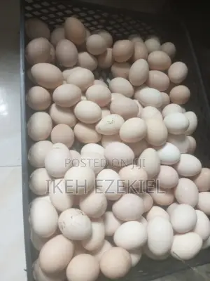 Fertile Native Eggs