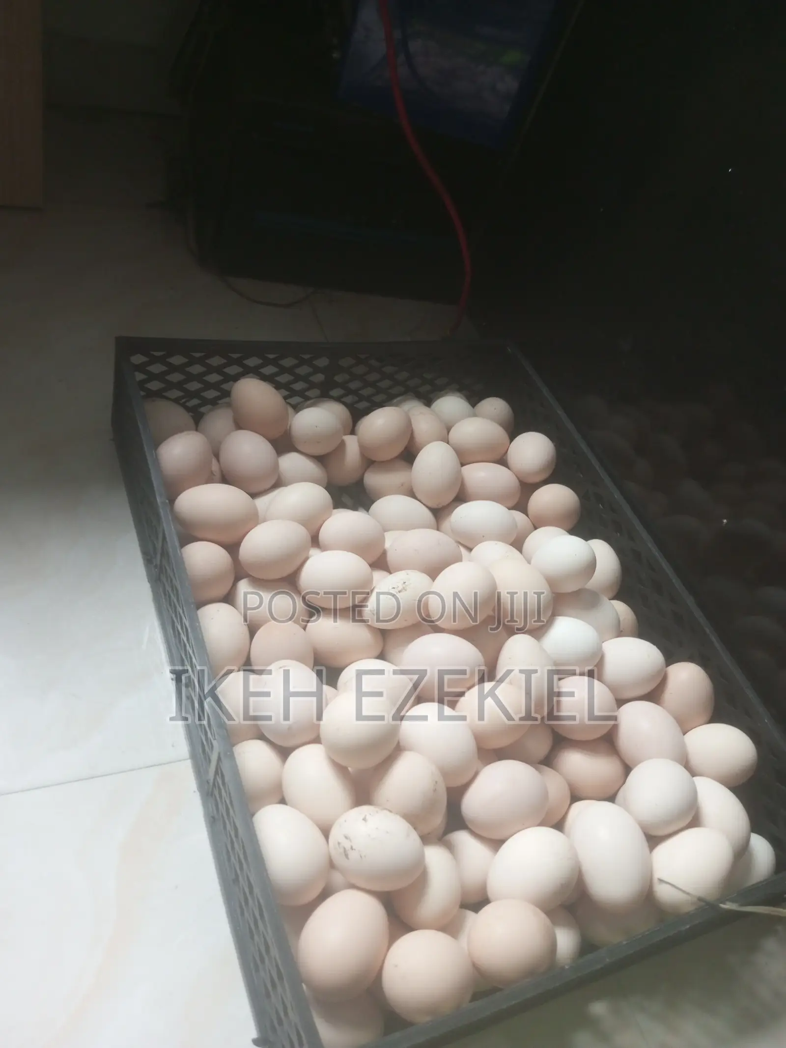 Fertile Native Eggs
