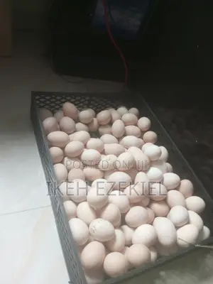 Fertile Native Eggs