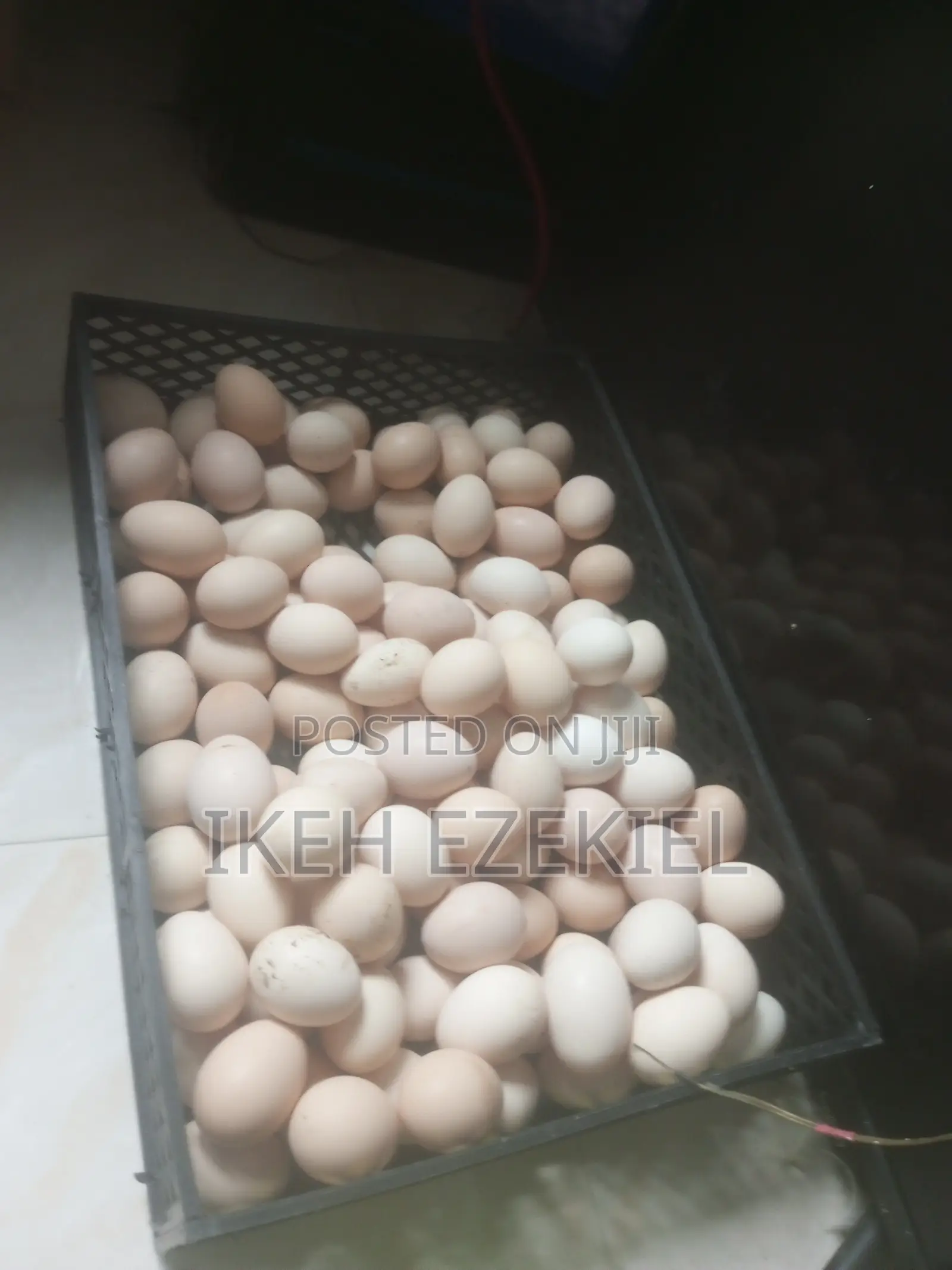 Fertile Native Eggs