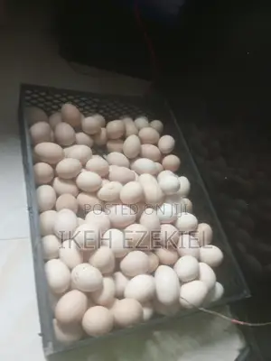 Fertile Native Eggs
