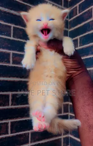 1-3 months Female Purebred Persian