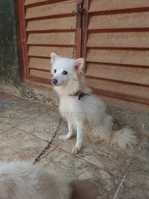 1+ year Female Purebred American Eskimo