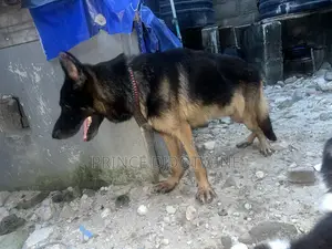 1+ year Male Purebred German Shepherd