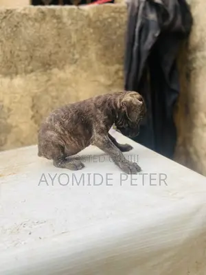 0-1 month Female Purebred Boerboel