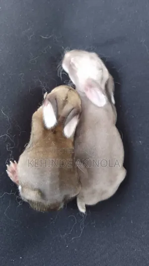 White New Zealand Rabbit Available