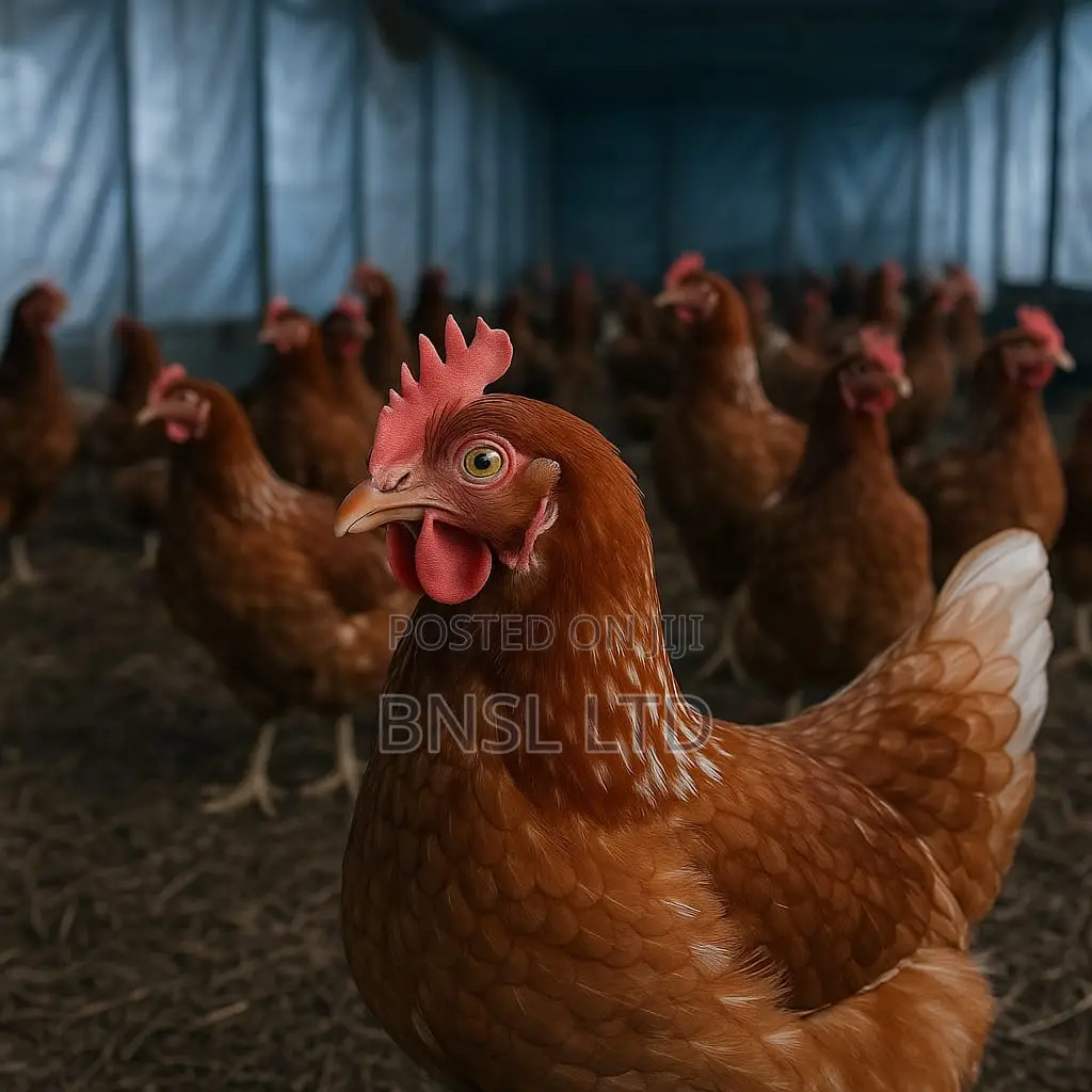 Bio-mix Layer Pullet Customize Premix