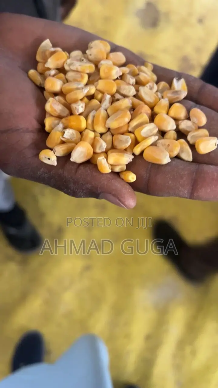 Foreign Maize