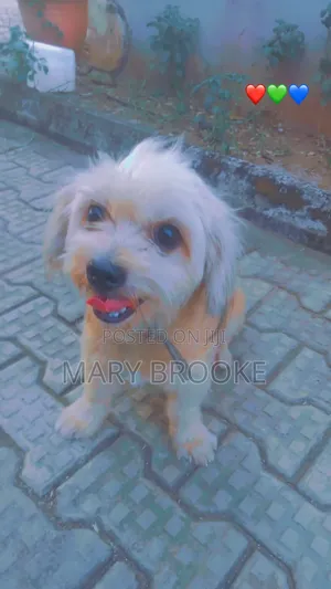 1+ year Female Purebred Lhasa Apso