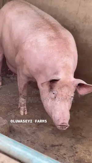 Hybrid Pig