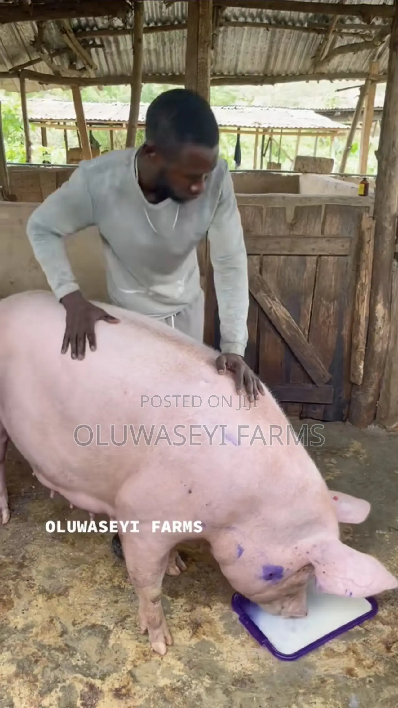 Hybrid Pig