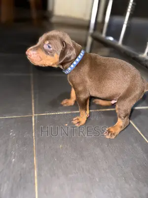 1-3 months Male Purebred Doberman Pinscher