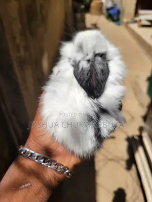 Sweet Pet Bunnies