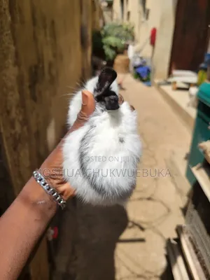 Sweet Pet Bunnies