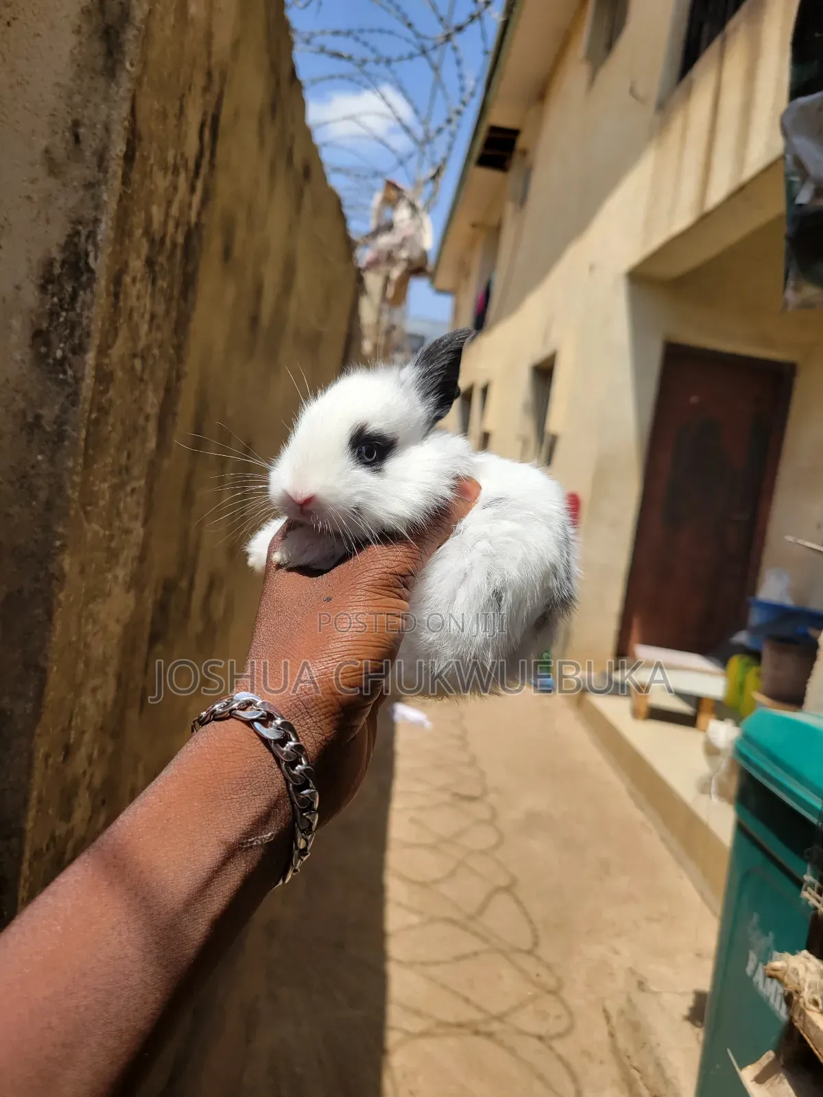 Sweet Pet Bunnies