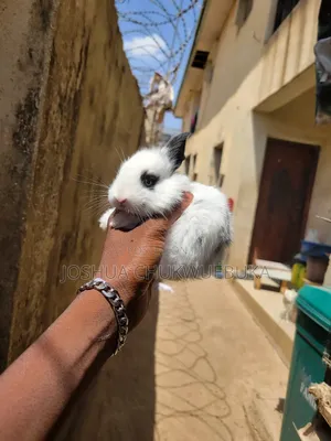 Sweet Pet Bunnies