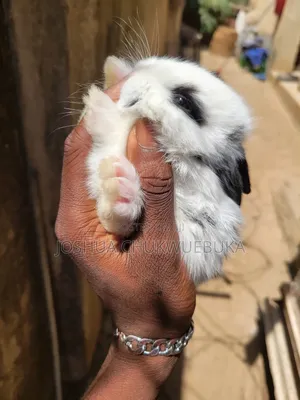 Sweet Pet Bunnies