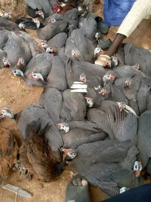 Guinea Fowl for Sale