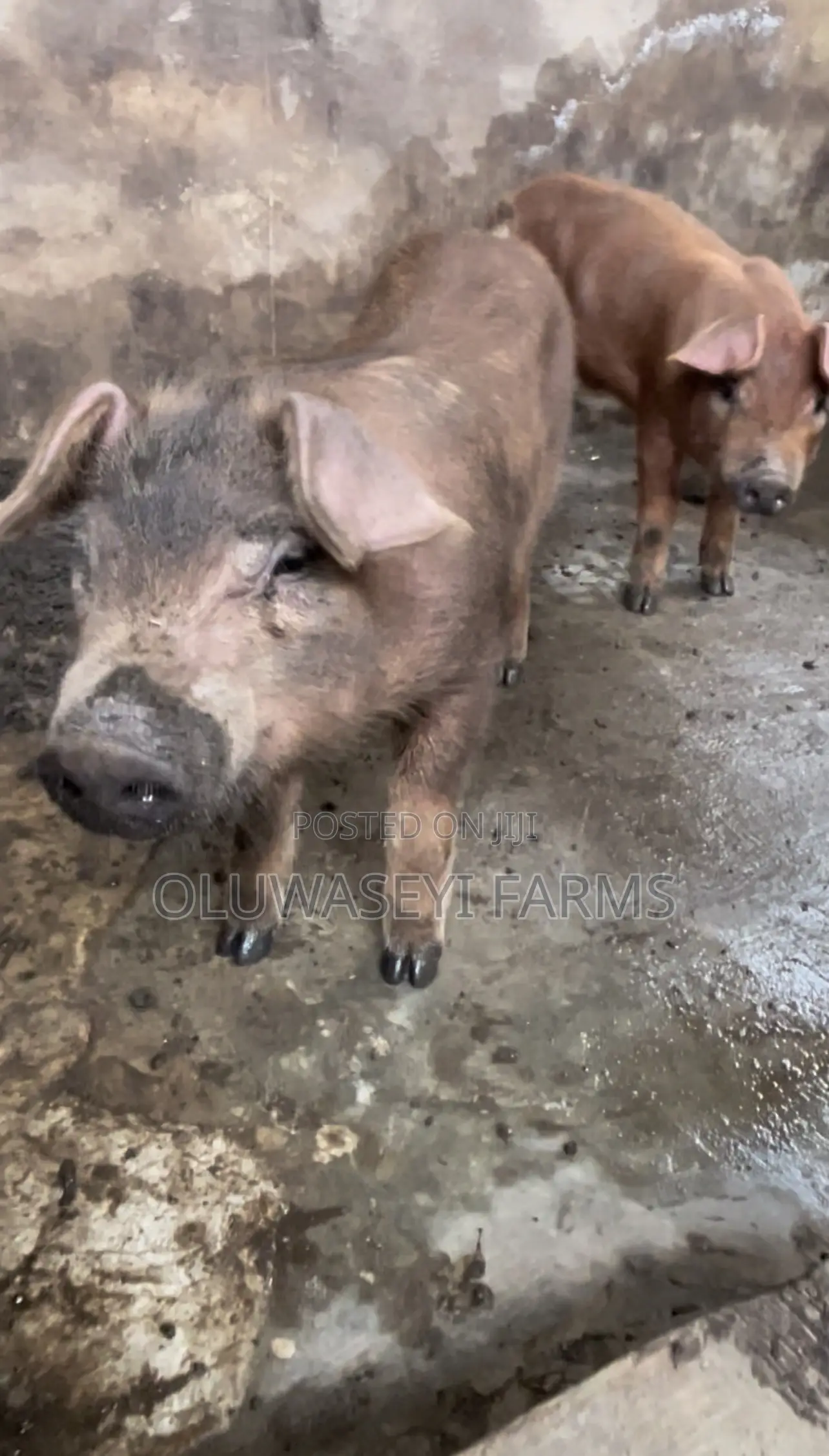 Pure Duroc