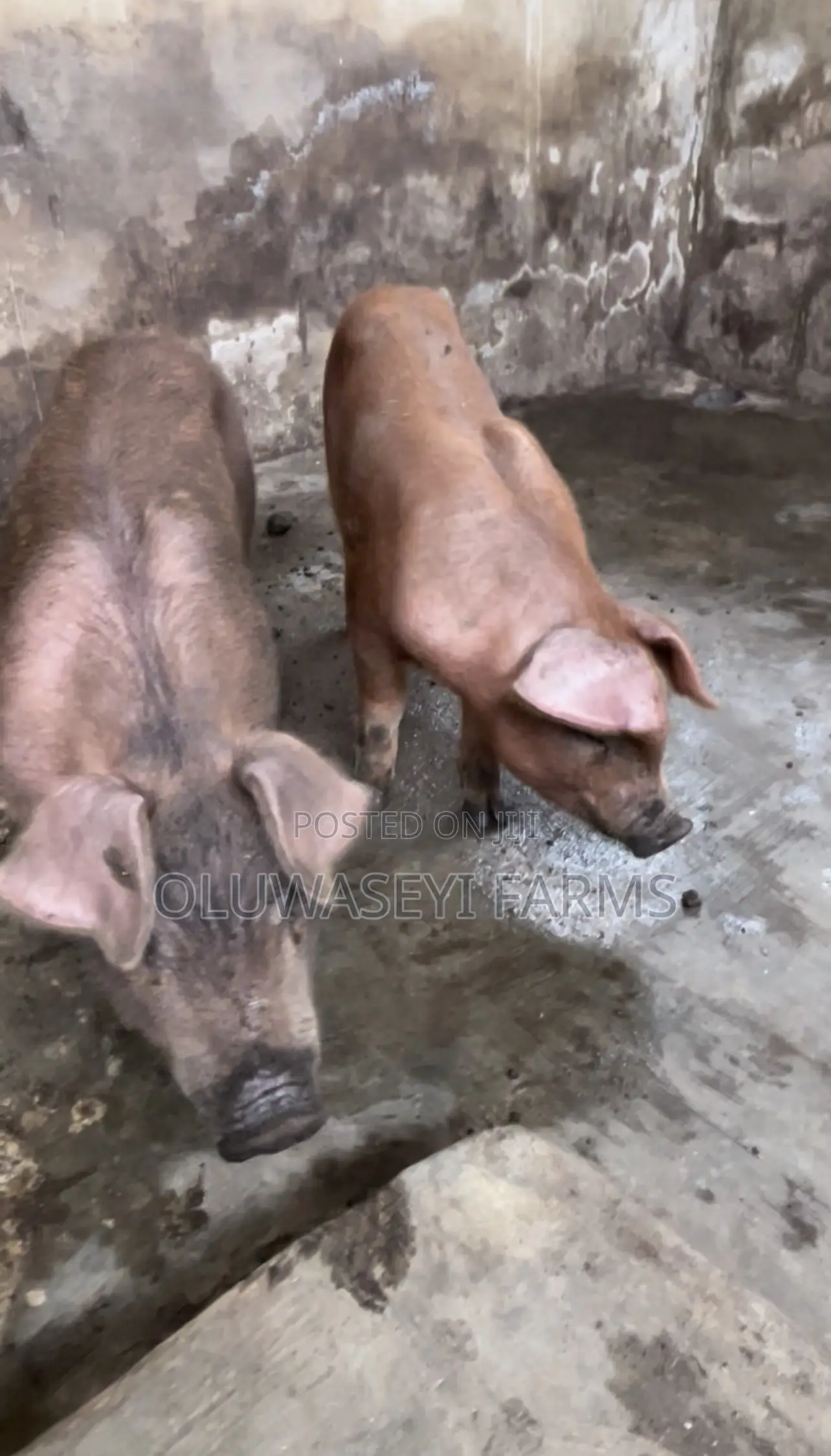 Pure Duroc