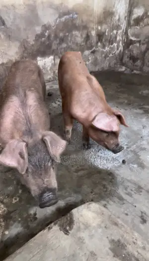 Pure Duroc
