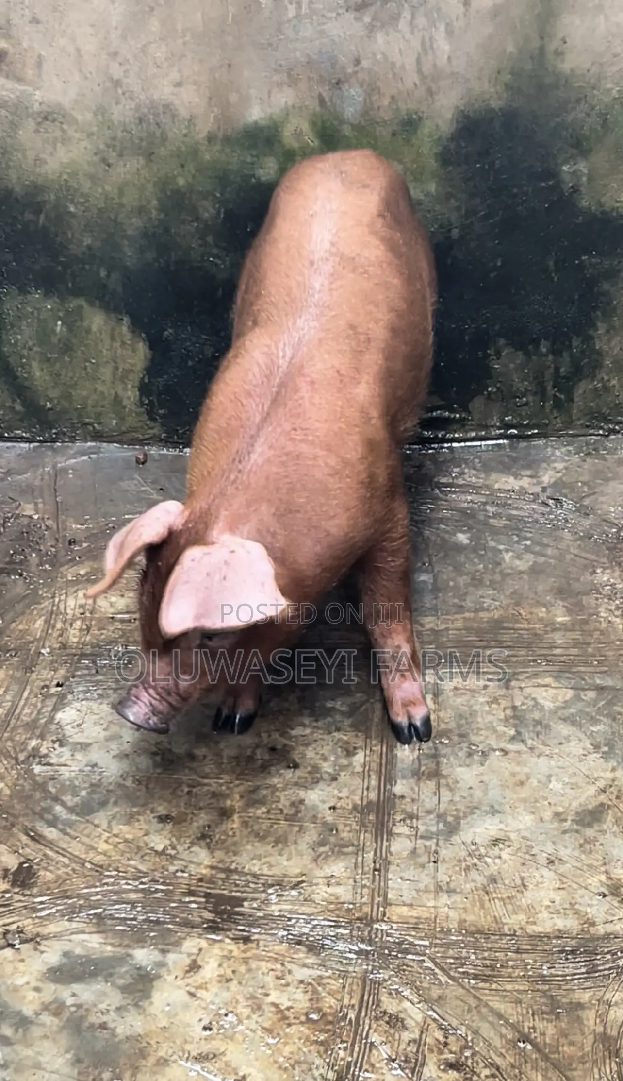 Pure Duroc