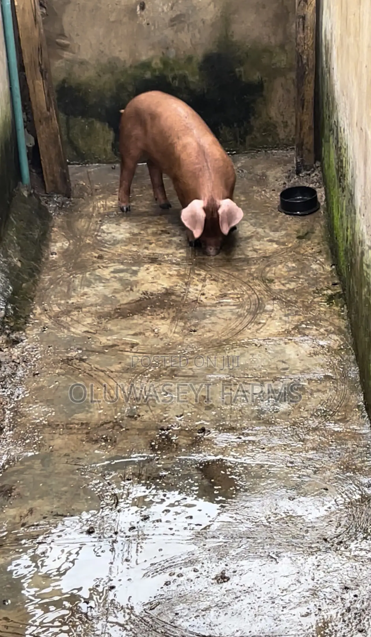 Pure Duroc