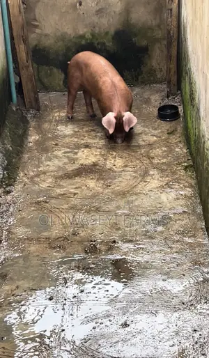 Pure Duroc