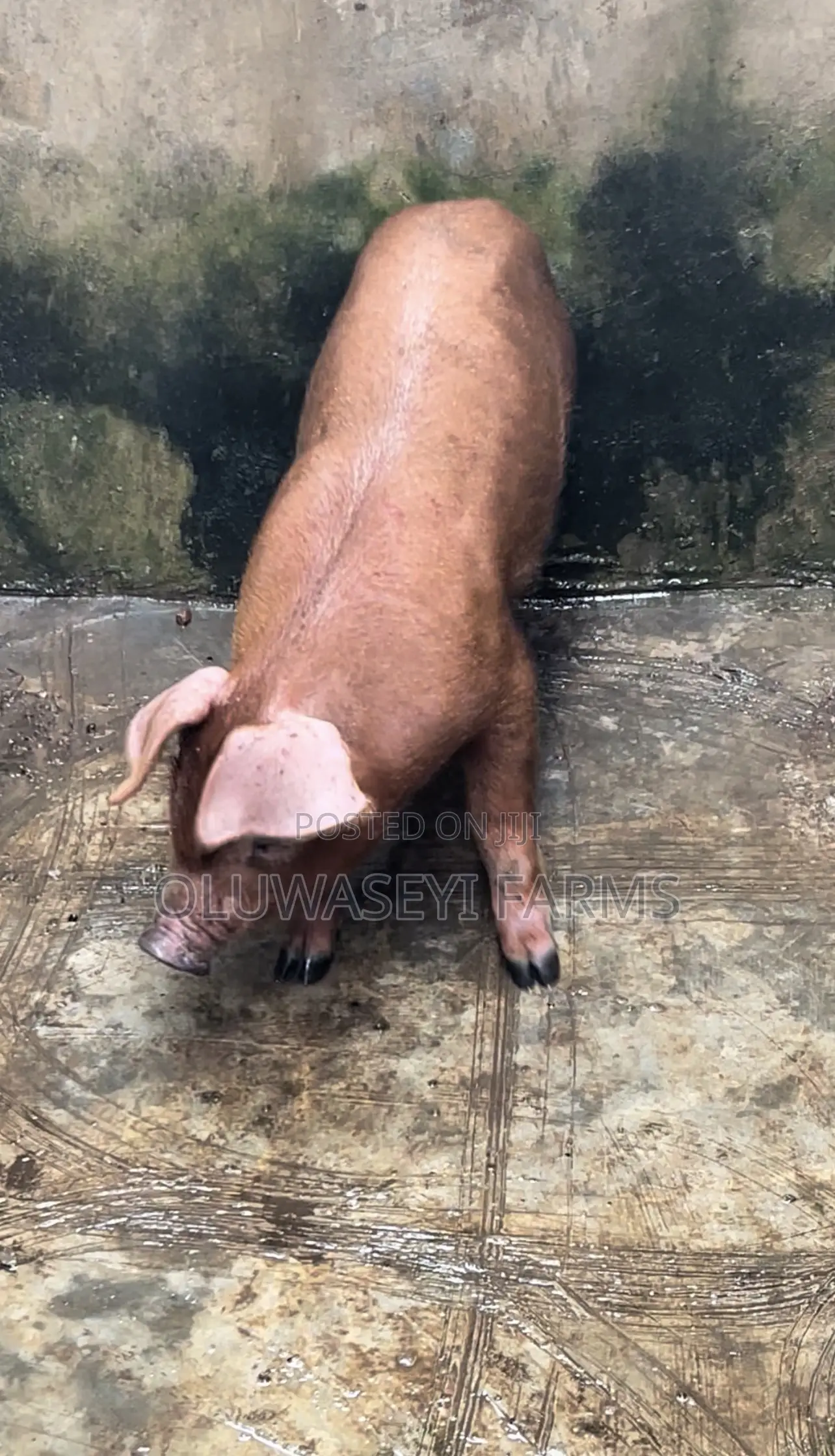 Pure Duroc