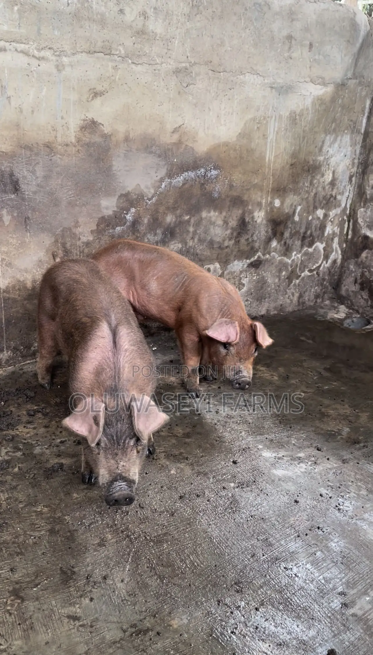Pure Duroc