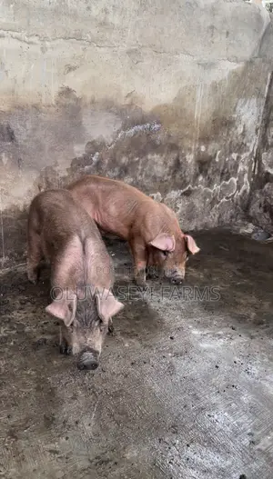 Pure Duroc
