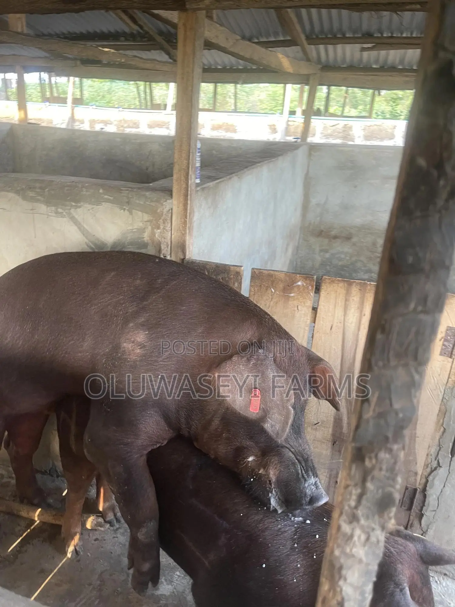 Pure Line Duroc