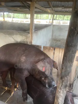 Pure Line Duroc