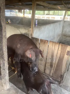 Pure Line Duroc