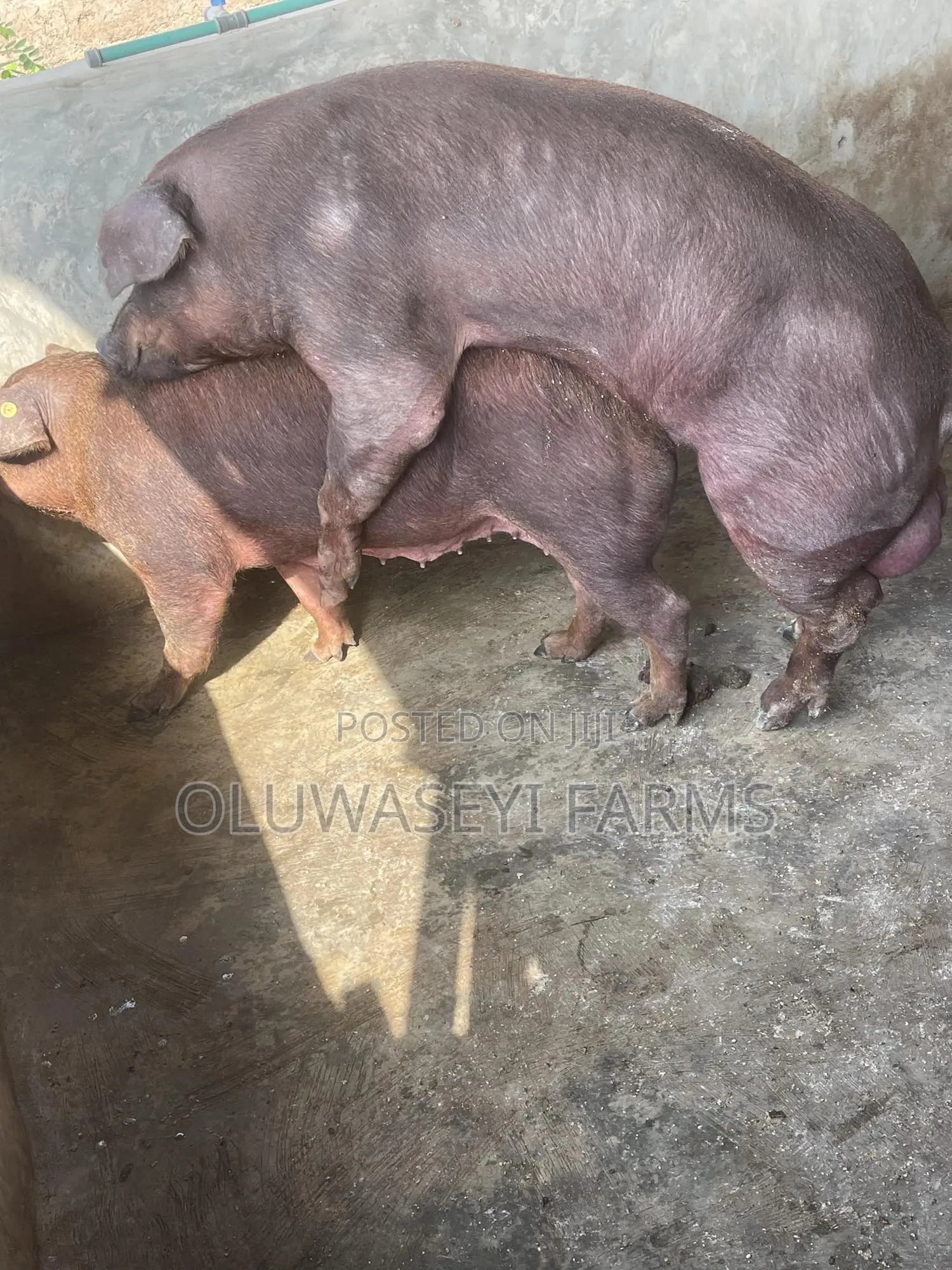 Pure Line Duroc