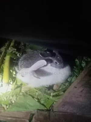 Rabbit for Sale