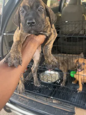 1-3 months Male Purebred Boerboel