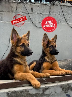 3-6 months Male Purebred German Shepherd