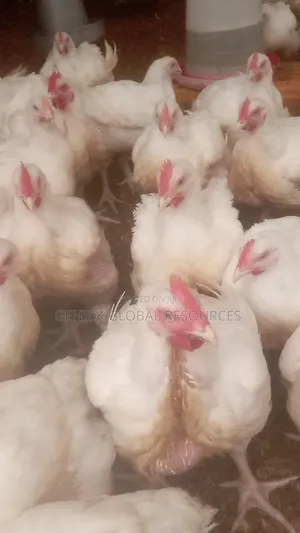 Live Chicken 3kg
