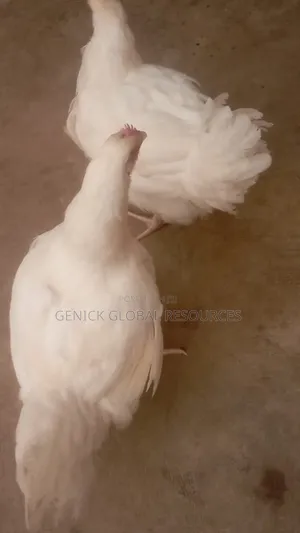 Live Chicken 3kg