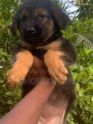 1-3 months Male Purebred German Shepherd