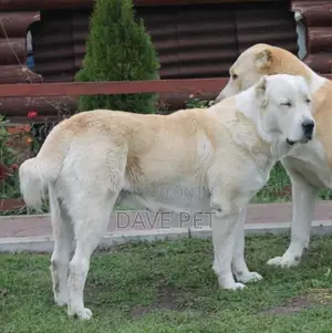 3-6 months Female Purebred Alabai