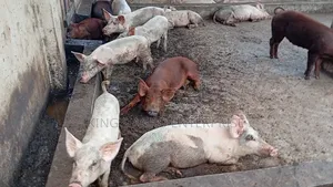 Weaners , Obasanjo Pure Large White, Landrace Tn-70, and Duroc.