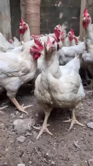 Fresh Live Chicken for Sale – Healthy Affordable